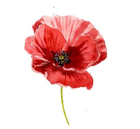 Discover the Beauty of Watercolor Poppy Painting