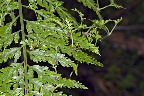 Asplenium bulbiferum • New Zealand Plant Conservation Network