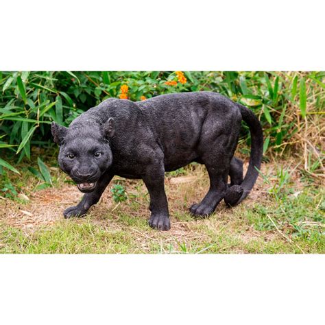 Black Panther Stalking - WXF-02