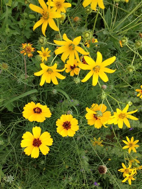 Yellow Flowers Of Texas - Beautiful Insanity