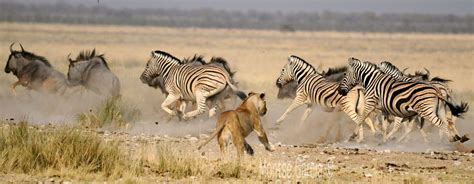 Namibia Wildlife Resorts - Fast and Friendly Bookings