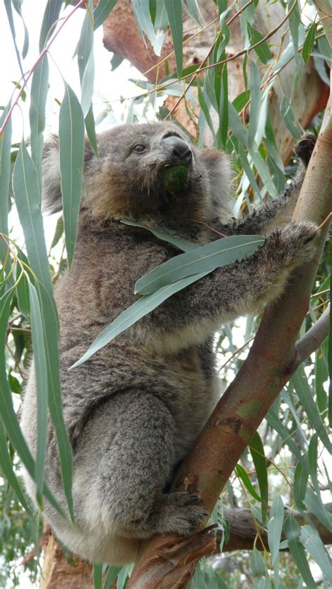 Phillip Island Nature Parks, Australia Photos