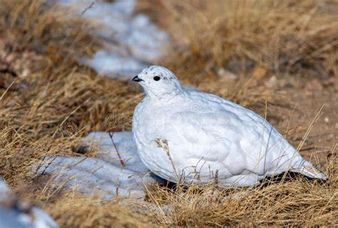 White-tailed Ptarmigan in Winter Plumage Stock Photo - Image of evolve, changing: 166260194