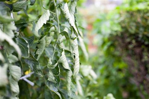 How to Spot & Treat Tomato Leaf Curl Virus