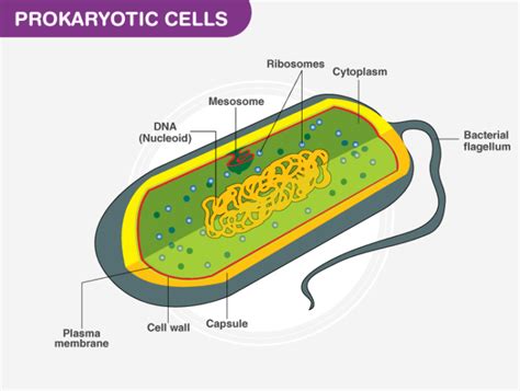 Prokaryotic Cells- Definition, Structure, Characteristics, and Examples