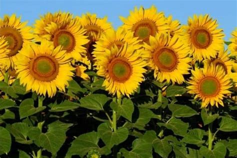 Sunflower Leaf Problems – Urban Garden Gal