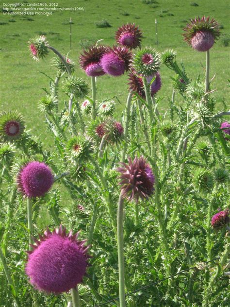 PlantFiles Pictures: Musk Thistle, Nodding Plumeless Thistle (Carduus ...