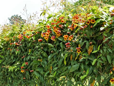 Bignonia capreolata (Cross-vine) | Master Gardeners of Northern Virginia