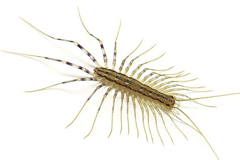 House Centipedes - San Antonio, College Station Pest Control | iPest