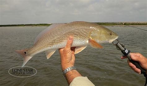 Sixty tagged redfish ready to be caught for CCA Texas STAR