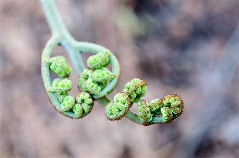 Harvesting Edible Bracken Fern