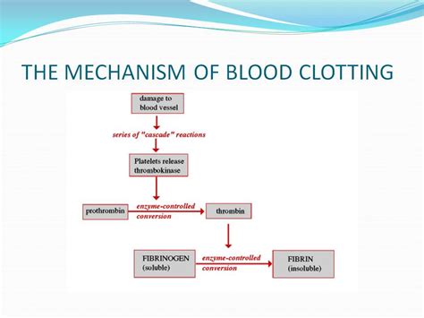 Coagulation Of Blood Flow Chart