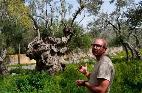 Pruning olive trees is a balance of art, lore and science - Tampa, FL