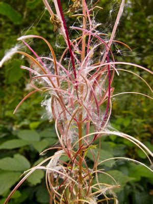 willow-herb-seeds