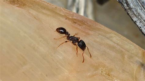 All About Ants in Virginia: Ant Identification & How to Control Them