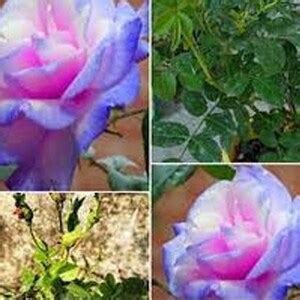 30 Seeds Blue Stifling Remorse Flower Rose Seeds Authentic Seeds Perennialgmo Freeflower Seeds ...