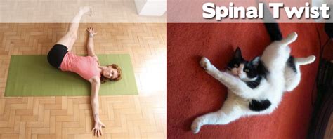 Animals Demonstrating Funny Yoga Poses (27 pics) ~ Cute Animals 4 You