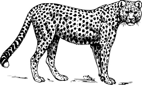 Free Cheetah Coloring Pages