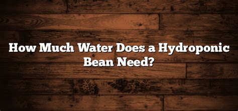 How Much Water Does a Hydroponic Bean Need? - Inter Culturalu