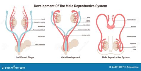 Male Reproductive System Development. Embryonic Growth and Sexual Stock ...