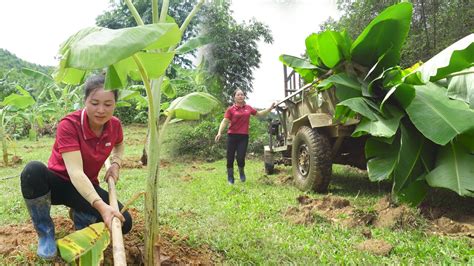 How to grow a banana farm, Transporting manure and banana seed /banana farming techniques - YouTube