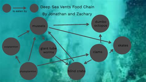 Deep sea vents food chain by Jonathan Zhou on Prezi