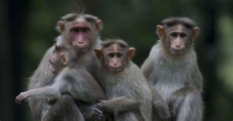 How South India is losing its endemic bonnet monkey to the aggressive rhesus macaque from the north