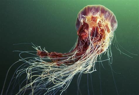 Lion's mane jellyfish Photograph by Science Photo Library - Fine Art America