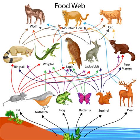 Food Chain Diagrams