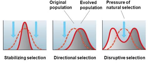 Types of Natural Selection - W3schools