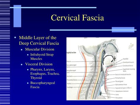 PPT - Deep Neck Spaces PowerPoint Presentation, free download - ID:5078338