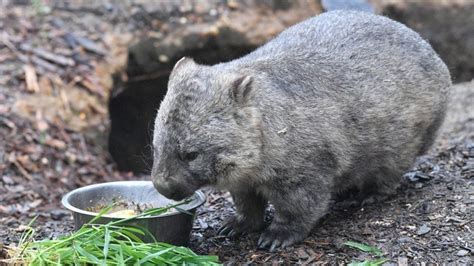 Wombat poop: Scientists reveal mystery behind cube-shaped droppings - BBC News