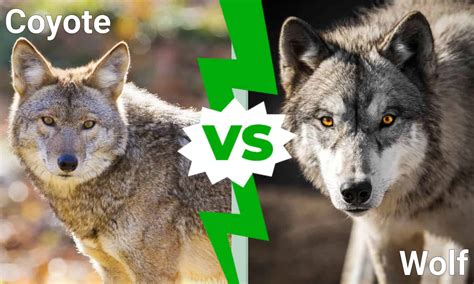 Coyote vs Wolf: The 6 Key Differences Explained - A-Z Animals