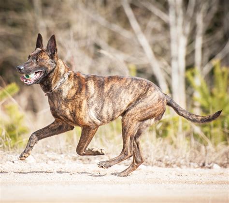 Dutch Shepherd Puppies and Dogs in Sparta, IL - Buy or Adopt | Adoptapet.com