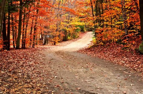 The Road Not Taken by Robert Frost | Poem Analysis