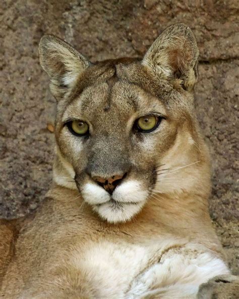 Mountain Lion taken at the Arizona - Sonora Desert Museum Tucson ...