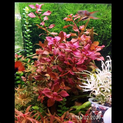 Aquatic Plants 6stems $6 Ludwigia sp. Red Ludwigia Super Red GENUINE FROM CULTURE Aquarium ...