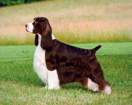 Bench | ESSFTA - English Springer Spaniel Field Trial Association English Springer Spaniel ...