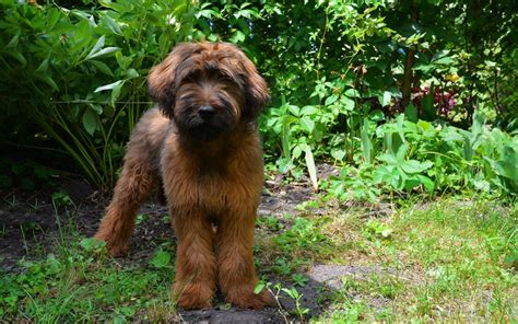 Briard Puppies Breed information & Puppies for Sale