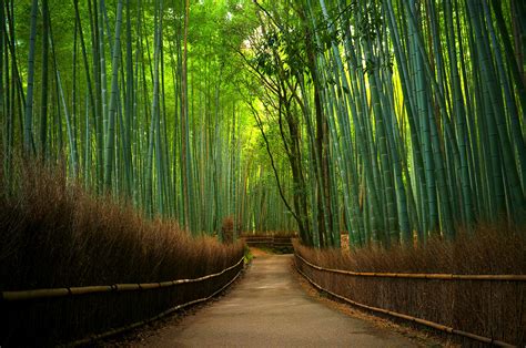 🔥 Download HD Bamboo Forest Wallpaper Desktop Puter by @ronnieb62 | Bamboo Forest Wallpapers for ...