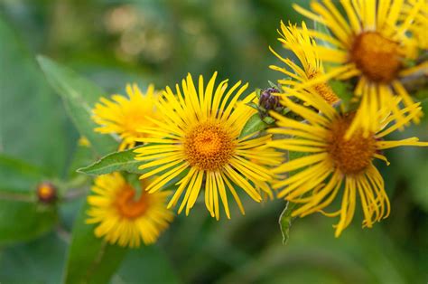 How to Grow Elecampane Plant