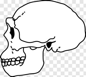 Homo Habilis Skull Drawing - 741x670 (#22814460) PNG Image - PngJoy