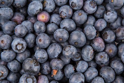 Fresh Blueberries Free Stock Photo - Public Domain Pictures