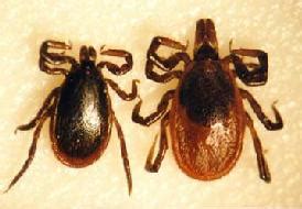 Ticks in Florida | Florida Department of Health