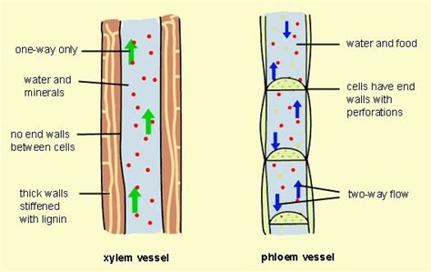 Diagram Xylem Cells