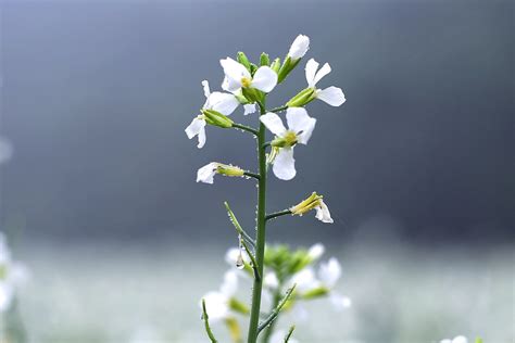 Radish Flower Plant - Free photo on Pixabay