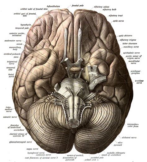 HD wallpaper: Anatomy, brain, head, Medical, poster, skull, art and ...