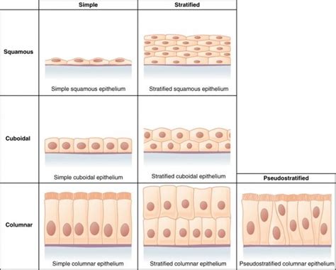 Epithelial Tissues – Simple And Stratified: Functions, Locations And Difference – Earth's Lab