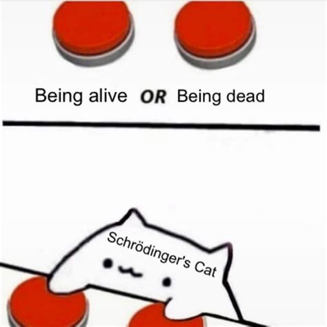 Schrodinger meme - psadoleading