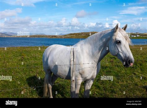 Connemara pony, in a field near Cleggan, Galway, Ireland Stock Photo - Alamy